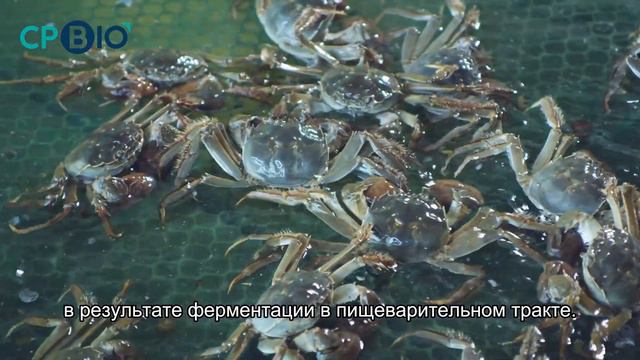 Особенности пищеварения в кишечнике водных животных#animals #youtube #animalhealth смотреть онлайн