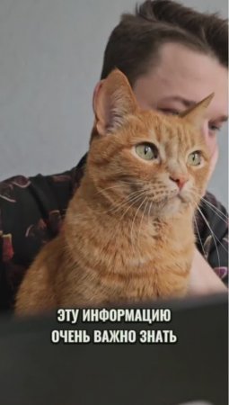 Встретил грязного кота на улице? Тогда ты должен знать! #животные #котики #коты