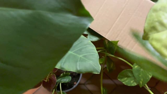 KTOŚ PODRZUCIŁ MI MASĘ ROŚLIN POD DRZWI смотреть онлайн