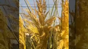 ...Уж Небо ТИШИНОЙ дышало/Времена Года/Кортадерия Селло или Пампасная трава...