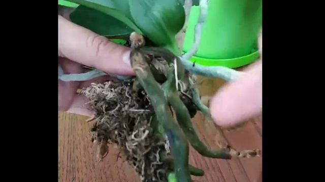 #размножениеорхидей #деткиорхидей Выращивание и уход за детками фаленопсиса.