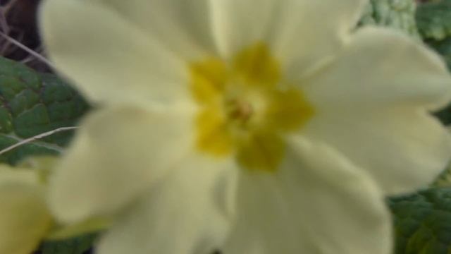 Primula Vulgaris -  Primrose - Laufeyjarlykill - Primula - Vorblóm
