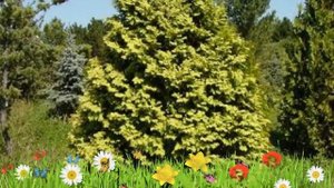 Туя западная (wareana lutescens) ? Обзор: посадка и уход. саженцы туи : описание и особенности