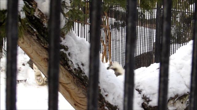 Снежные барсы наблюдают за новой барсочкой 03.03.19 смотреть онлайн