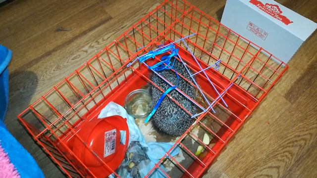 2. Ёжик ночью пытается выбраться из клетки смотреть онлайн