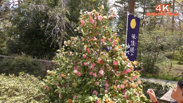 (4K)2017 日本紫玉蘭-辛夷 こぶし Kobusi Magnolia.茶花 Camellia Flower...連翹 Forsythia Suspensa 槭樹等精編.4K UHD смотреть онлайн