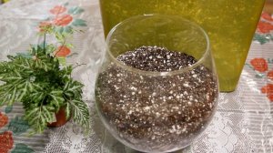 Флорариум с папоротником. [Надежда и мир]