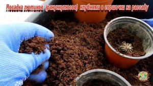 Посадка лютиков (ранункулюсов) клубнями в горшочки на рассаду
