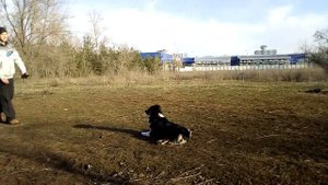 Дрессировка Австралийская овчарка. Команда *место* , возврат на место.