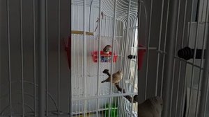 Амадины зебриков у нас дома. Мой опыт разведения птенцов.