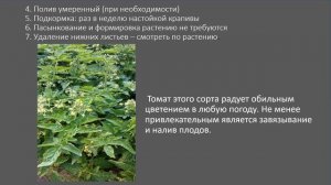 Сорт томата "Бони ММ"