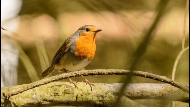 Соловей поет красиво для сна.Райские птицы. смотреть онлайн