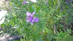 Истод миртолистный (Polygala myrtifolia). Вечнозеленый и долгоцветущий кустарник
