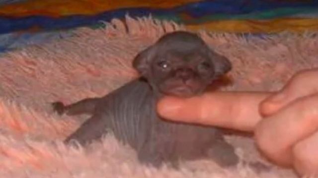 Кошка родила котят, когда хозяин взглянул на них, то отшатнулся, он не ожидал такое увидеть смотреть онлайн