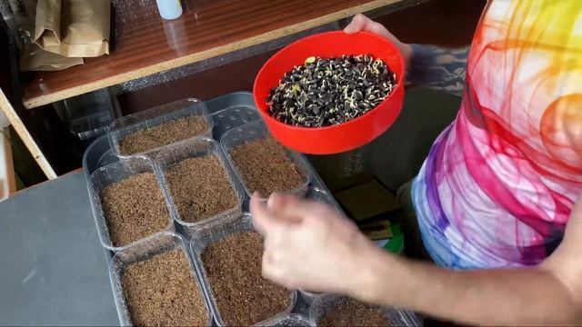 #Микрозелень подсолнуха от Алекс Гринс смотреть онлайн