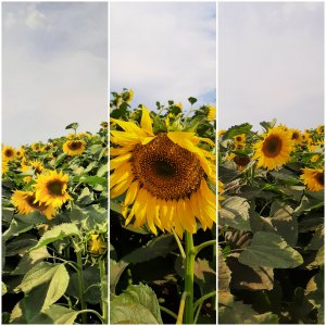 Подсолнух. Поле. Красота. Солнце