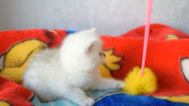 Шотландская кошечка серебристая затушеванная шиншилла (SFS 71 ns11) смотреть онлайн