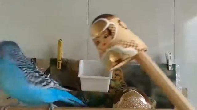 Как научить попугая разговаривать с подтанцовкой .