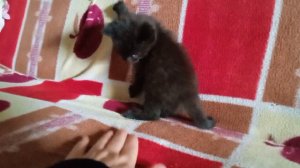 ЗАБРАЛИ КОТЯТ!
