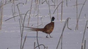 Фазан. Зима. Голодно ему. Воронежская область