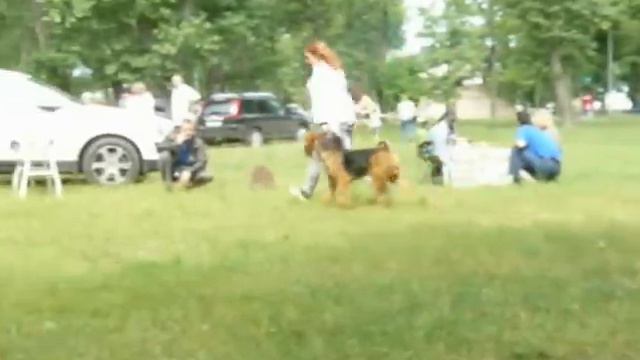 кобельюниор.