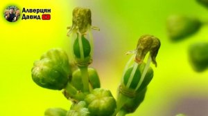 Как понять что виноград цветёт?