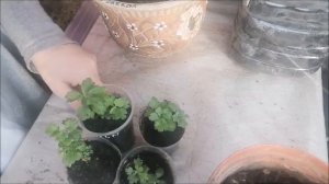 Мультифлора.Хризантема.Потери после зимы.