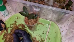 КОРРЕКЦИЯ ПОСАДКИ ОРХИДЕЙ | Орхидеи из Фласки | Phal. Golden Leopard