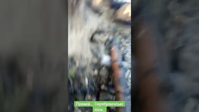 А хрюшки - УСË??? смотреть онлайн