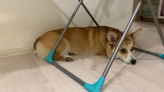 ВИРУС У СОБАКИ/Лечим Сэдди! Заболел #2 смотреть онлайн