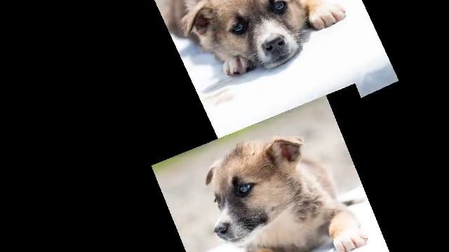 Возьми счастье в дом. 🥰 Приют "Добрый Пёс". г Хабаровск, Берёзовское шоссе 8.