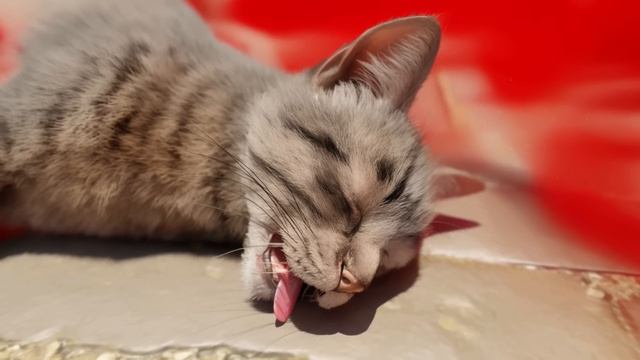 CatNap попал под машину! Poppy Playtime!!! смотреть онлайн