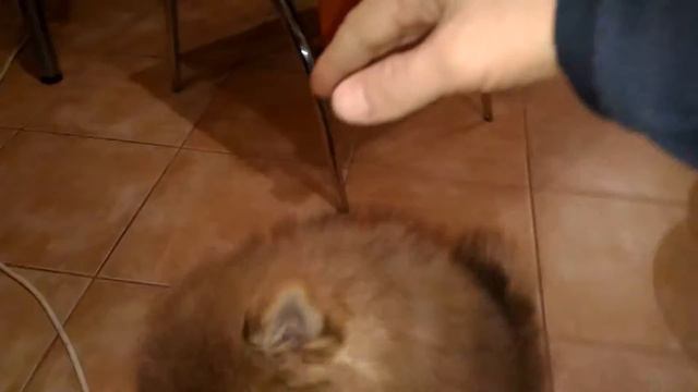 Толстый смотреть онлайн