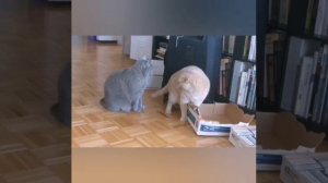 Тут два котика коробочку делят