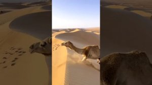 Вот как верблюды взбираются на песчаные дюны