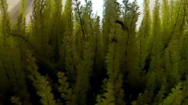 Calluna vulgaris смотреть онлайн