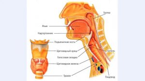 8 Надгортанник. Курс по вокалу