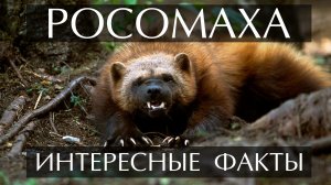 Росомаха. Интересные факты