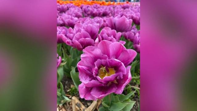 Иван Калиниченко в Никитском ботаническом саду 🌷🌷🌷 на Параде тюльпанов 2023 🥳