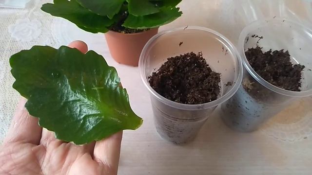 Размножение Каланхоэ листом.
