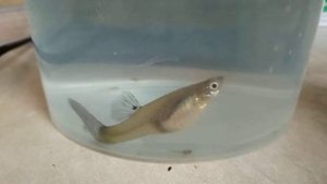 Гуппи самка рожает