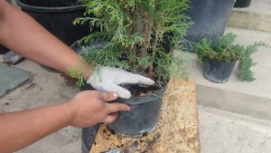 туя смарагд подсохли ветки .что делать?