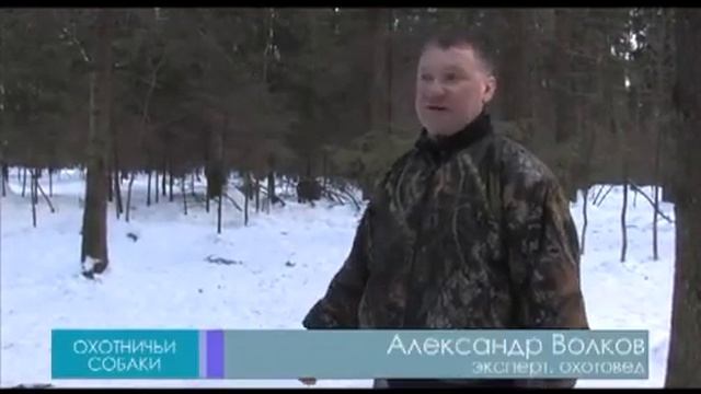 Натаска и притравка западно сибирской лайки на кабана. смотреть онлайн