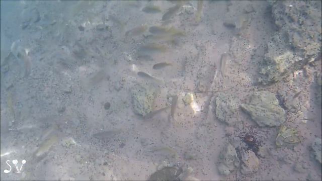 Peter's Fish - John Dory, Sachne(рыба святого Петра, Сахне) смотреть онлайн