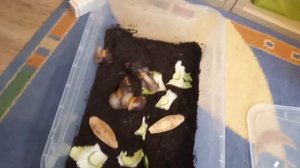 Спаривание улиток ахатин