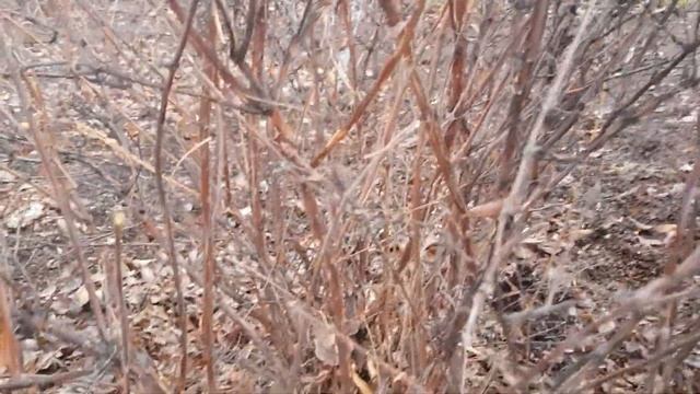 Обрезка жимолости. смотреть онлайн