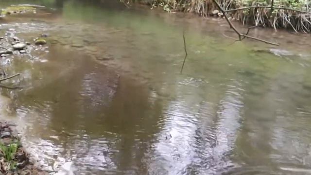 Форель. Ловля ручьевой форели в 2021 г. Рыбалка на лесной речке. #fishing #trout #форель#рыбылка