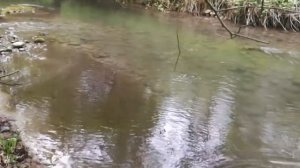 Форель. Ловля ручьевой форели в 2021 г. Рыбалка на лесной речке. #fishing #trout #форель#рыбылка