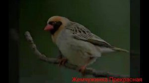 Красноклювый ткач.