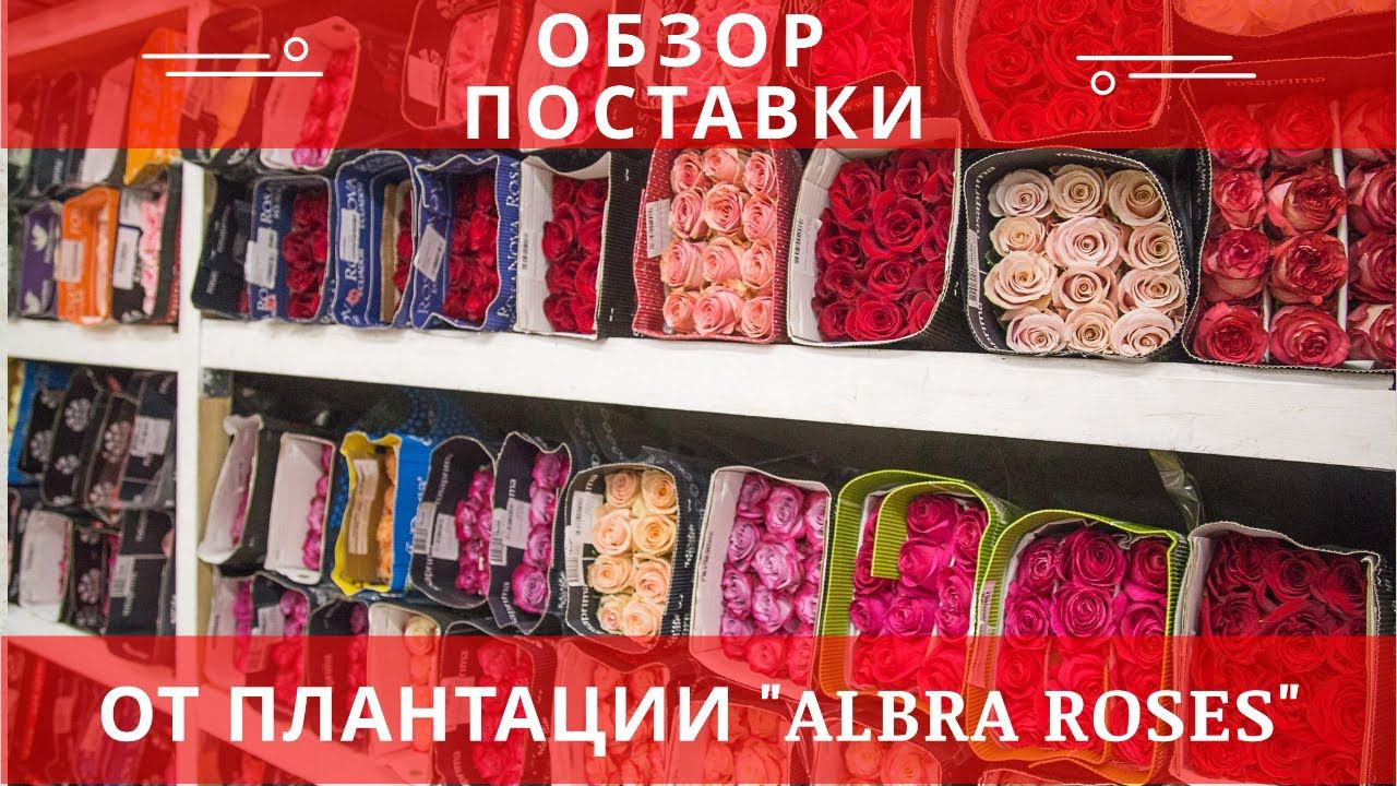 Эквадорская плантация "Albra Roses". Видео обзор роз с поставки | Поставщик цветов оптом в России